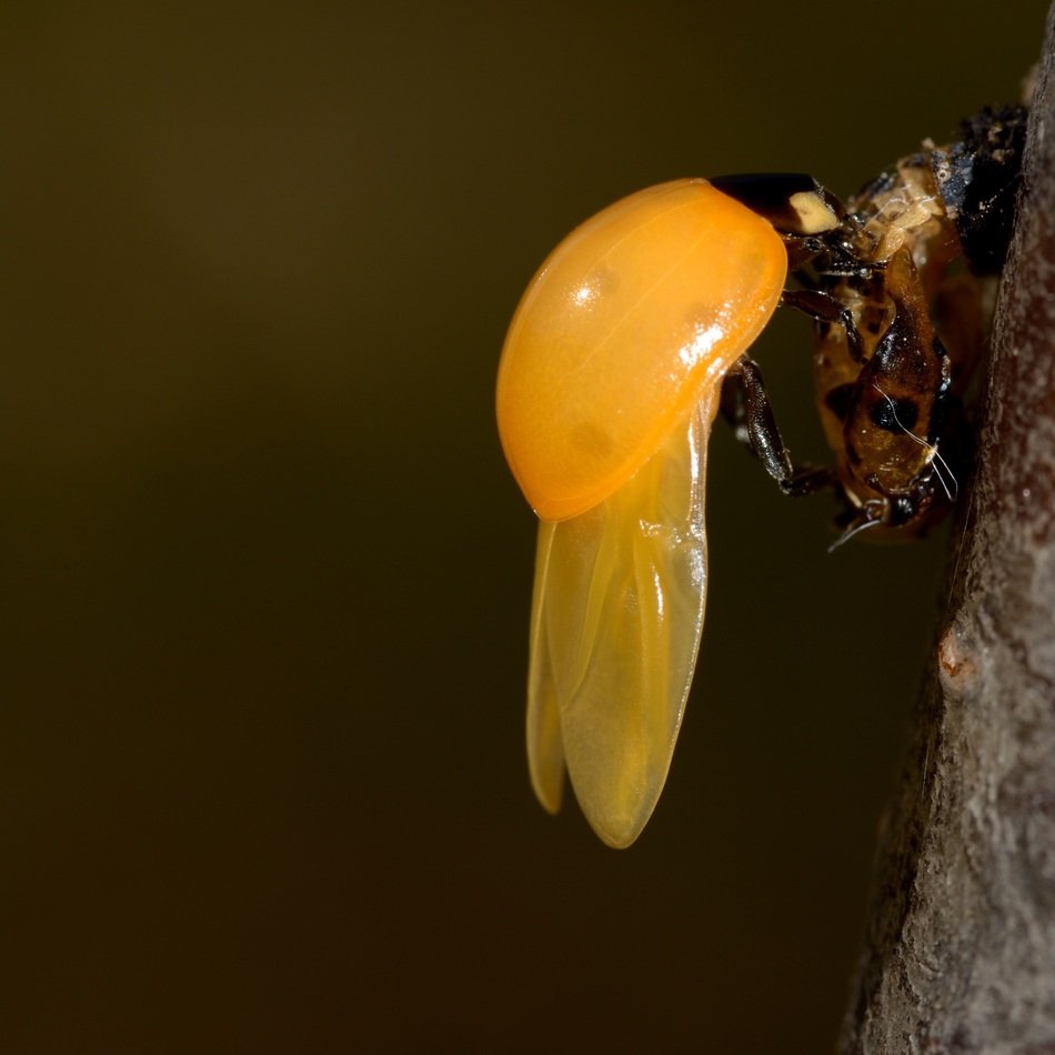 Birth of the beautiful Yellow Ladybug