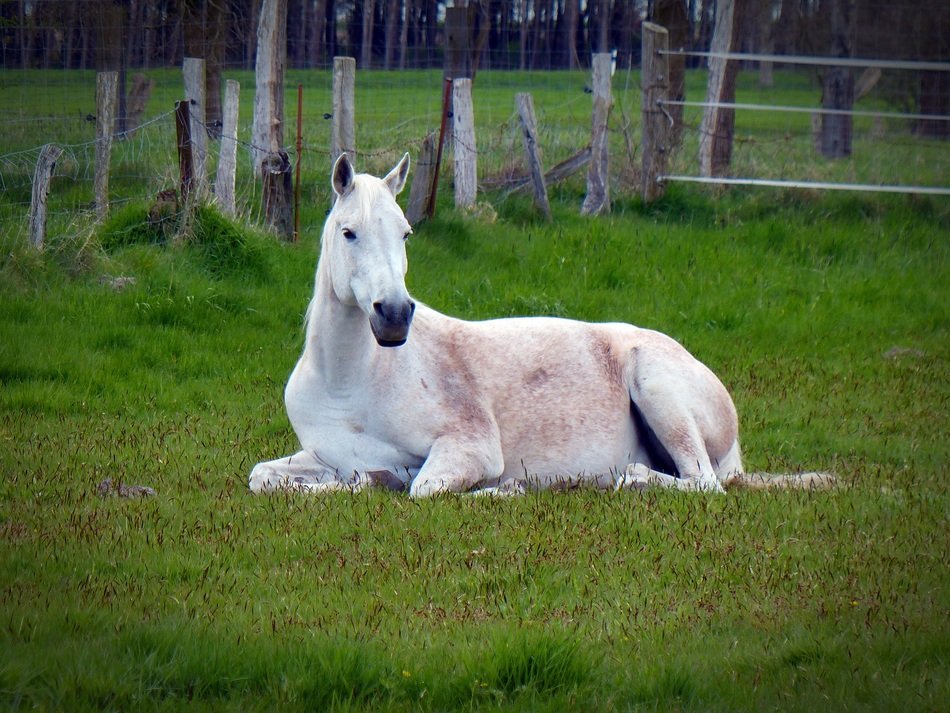 resting white horse