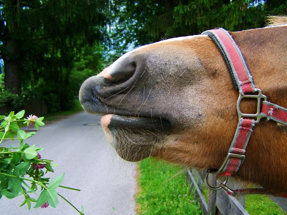 nose of the horse in harness near the plants