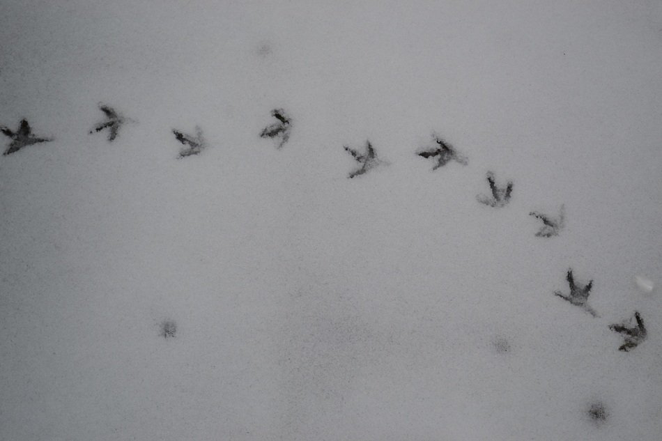 footprints of chicken in the snow
