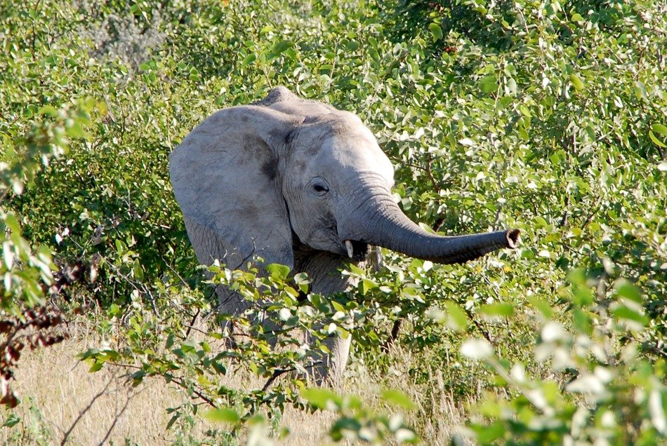 baby elephant among the green in a sunny park