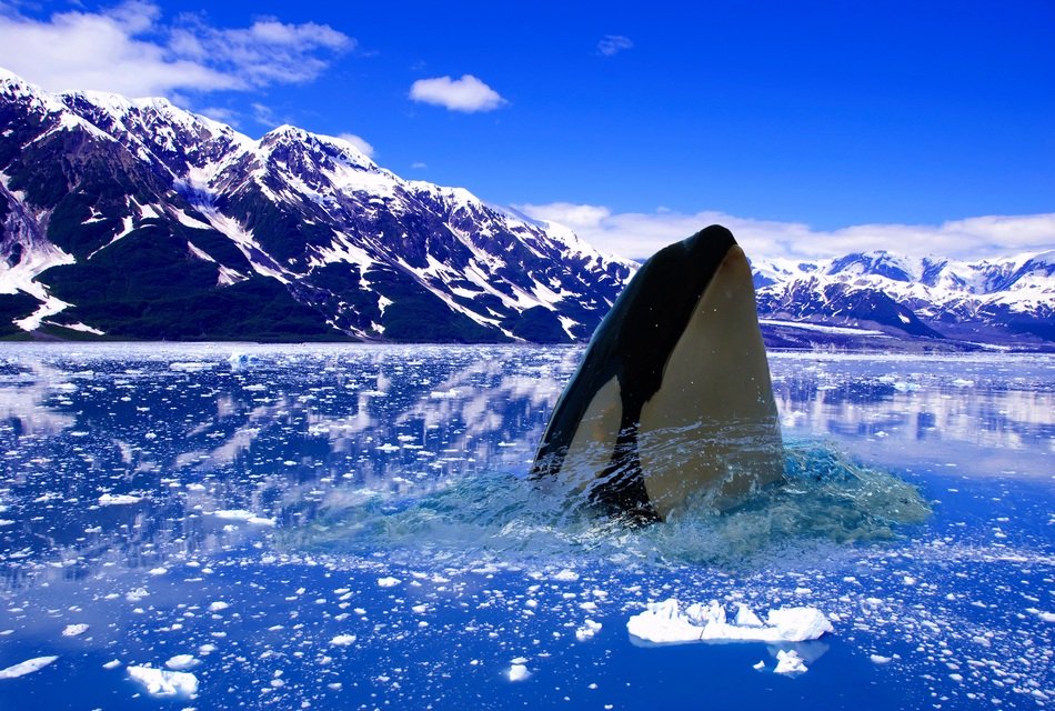 white whale looks out of the water in the arctic