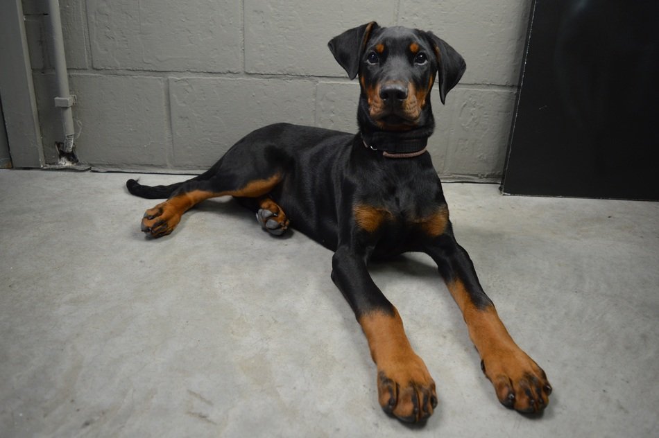 Doberman Pinscher rests on floor