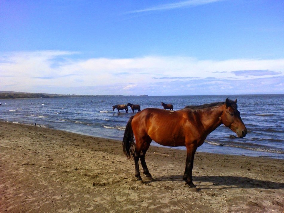 brown horses by the ocean