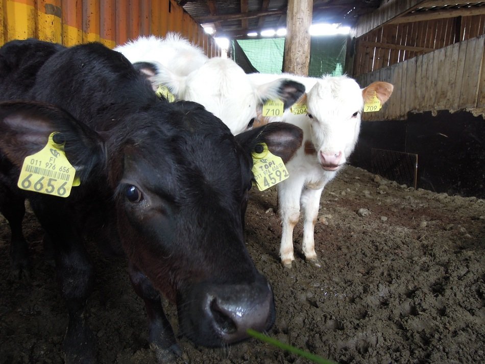 domestic cows in the barn