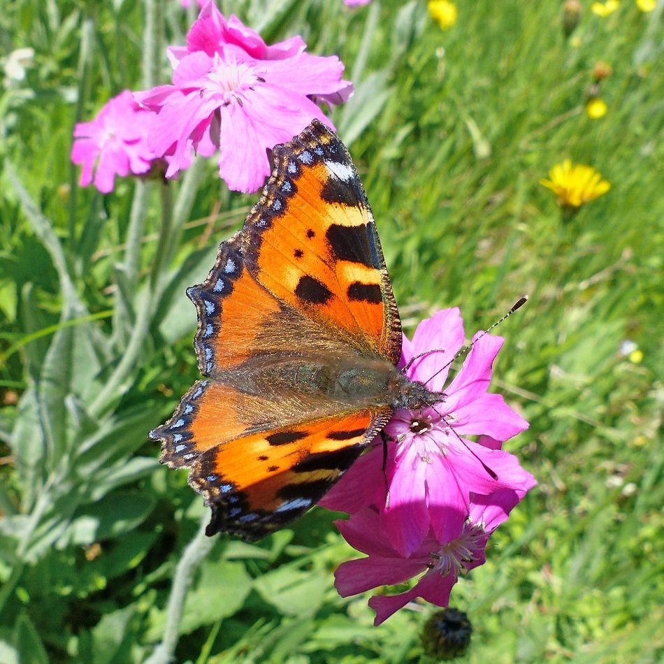 orange and black Butterfly on pink flower