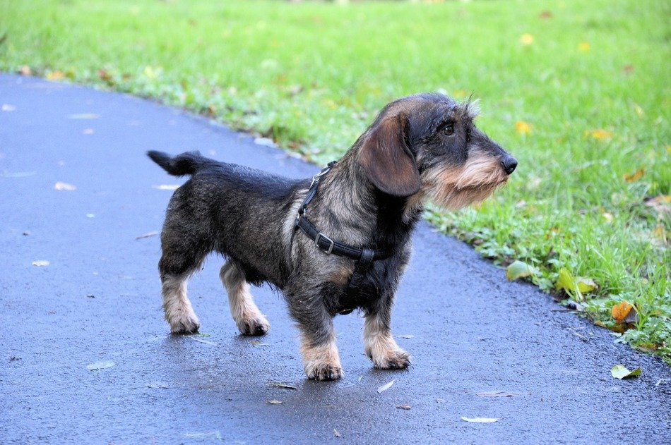 cute fluffy dog on a walk