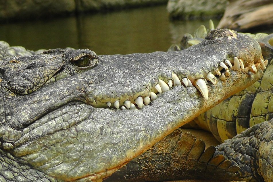 crocodile in terrarium
