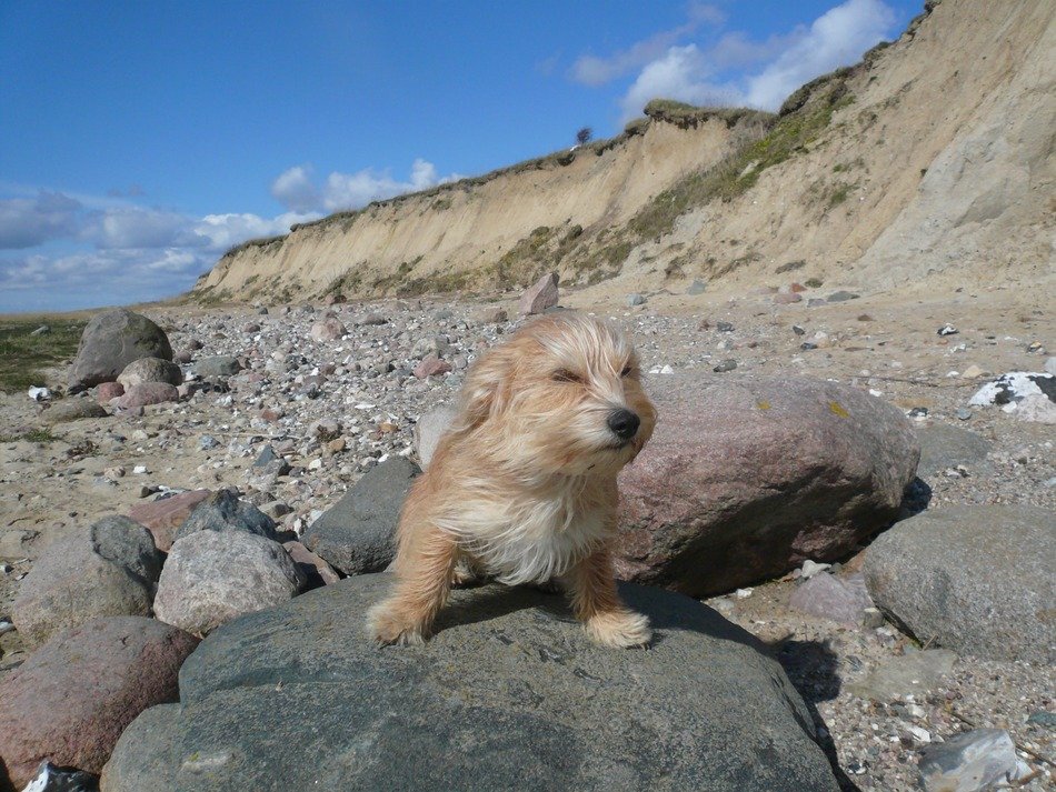 puppy on the North Sea