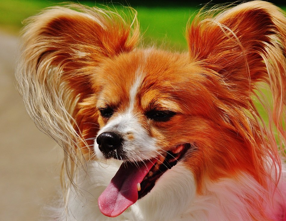Chihuahua in the park