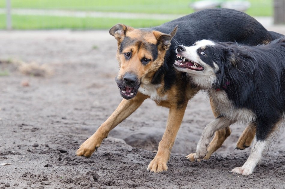 frolicking hybrid dogs