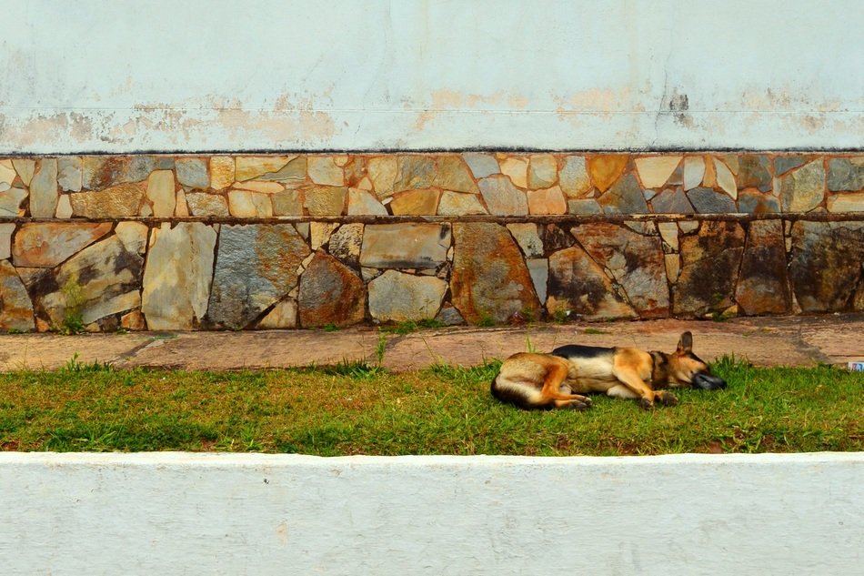 dog sleeping on the lawn by the wall