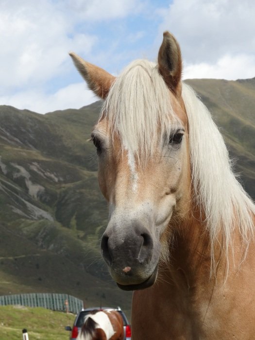 portrait of a light horse among the alps