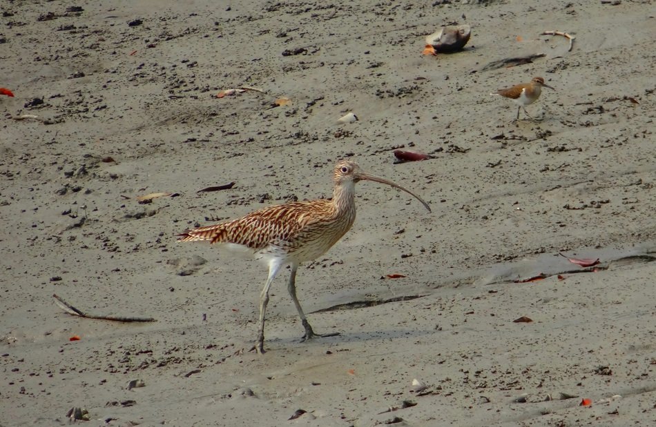 eurasian curlew on the beach