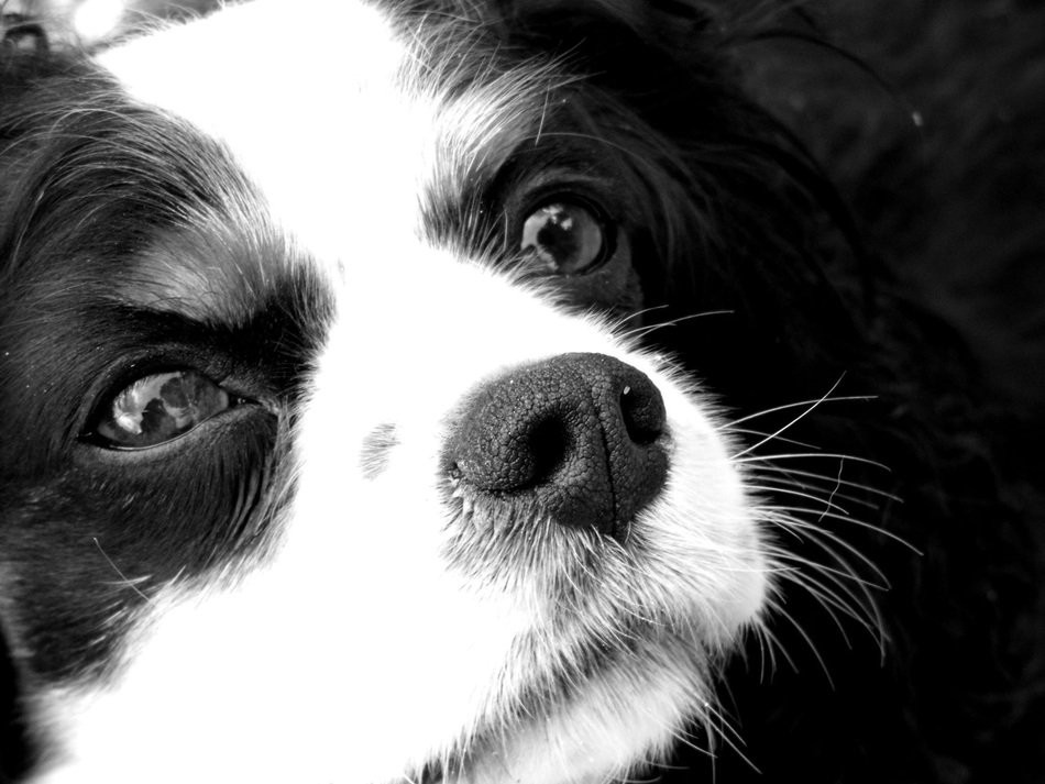 Portrait of black and white spaniel