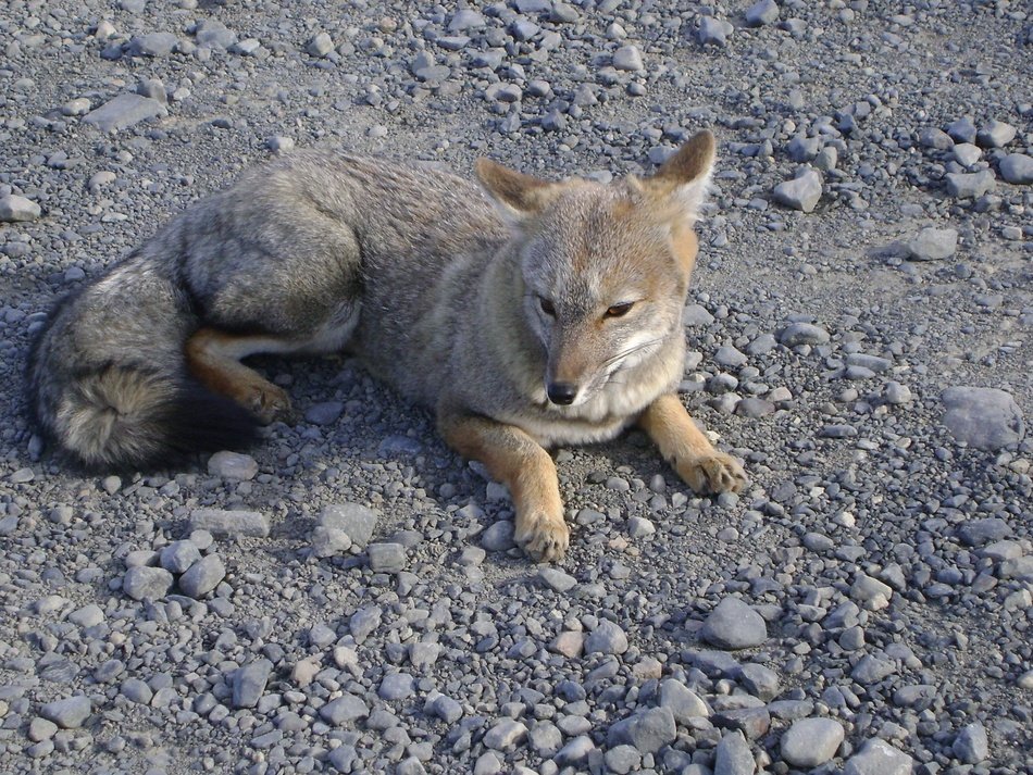 charming Fox C