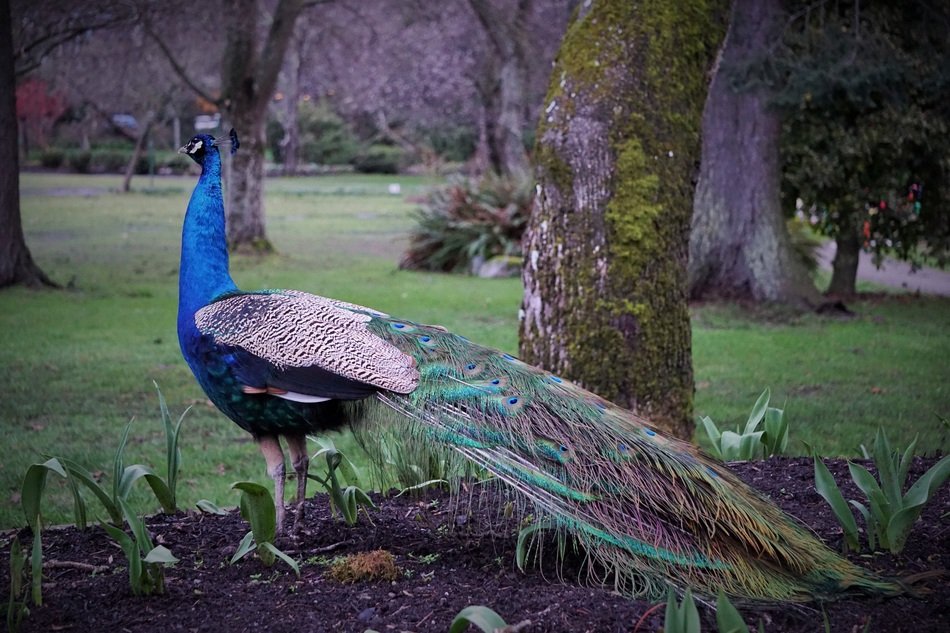 beautiful chic Peacock Bird