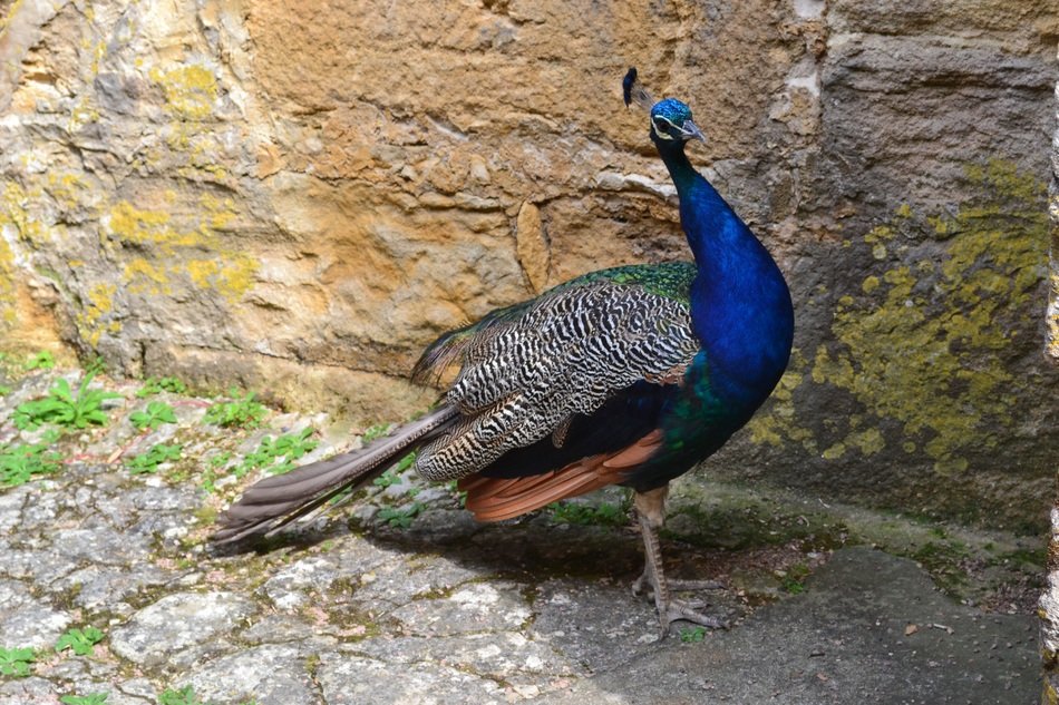 blue peacock in fauna