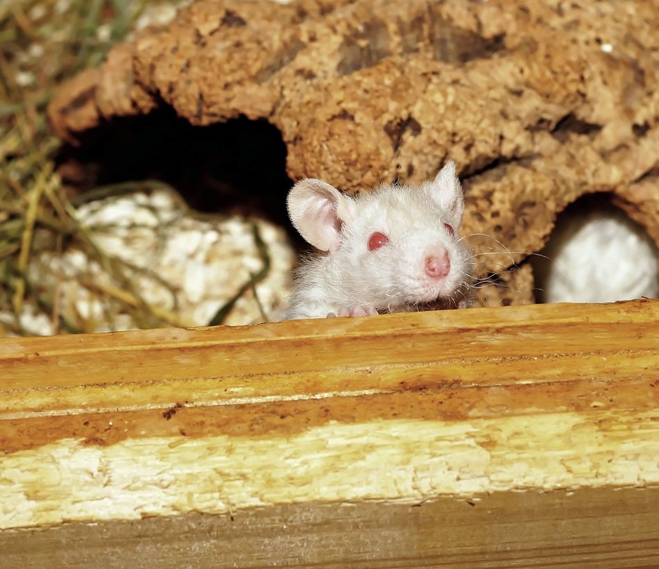 Curious white young rat