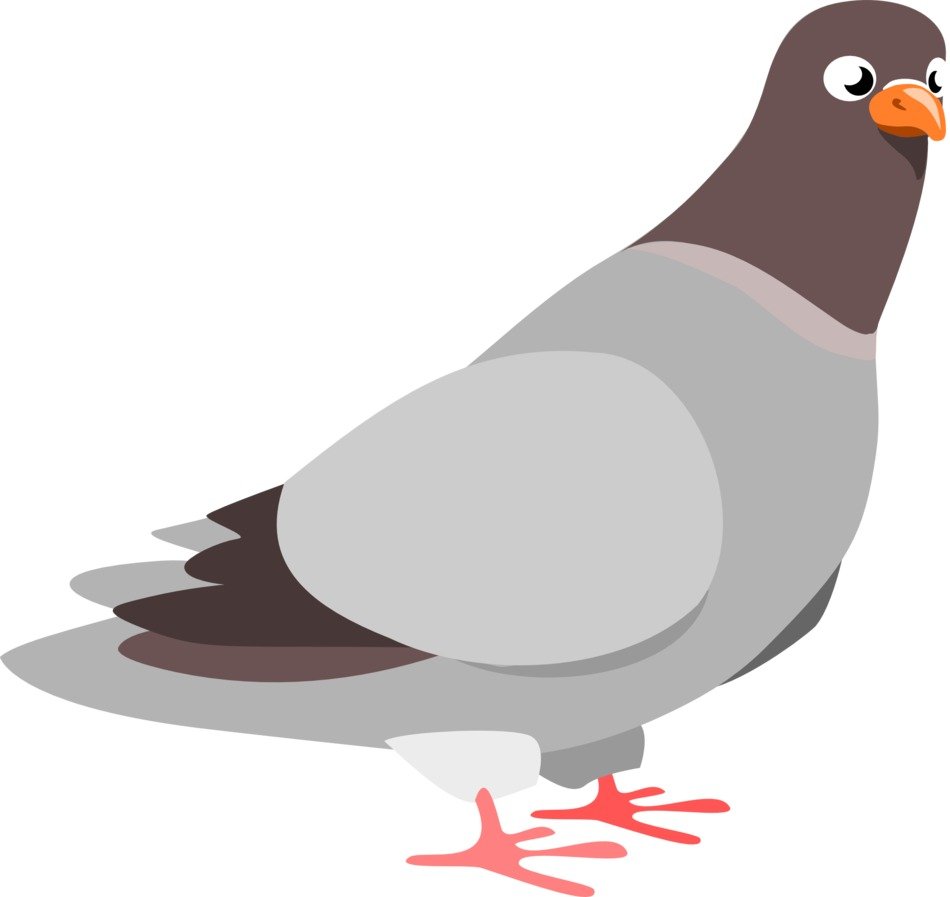 Squab Pigeon drawing