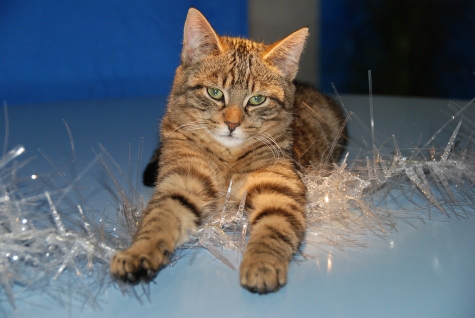 cat on Christmas tinsel