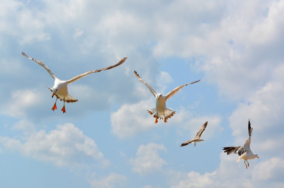 foraging hungry seagulls