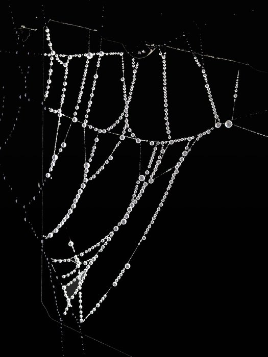 white web glows in the dark
