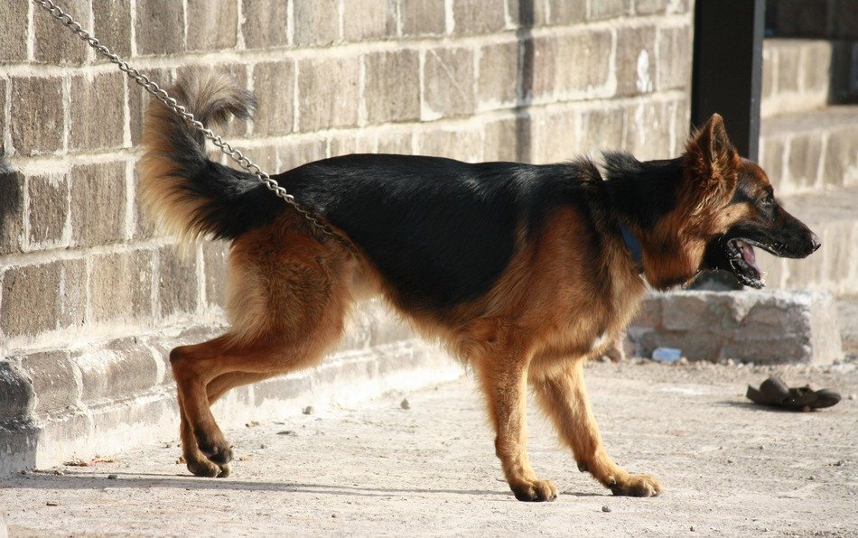 beautiful and cute German Shephard Dog near the wall