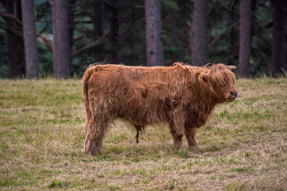 buffalo standing near trees
