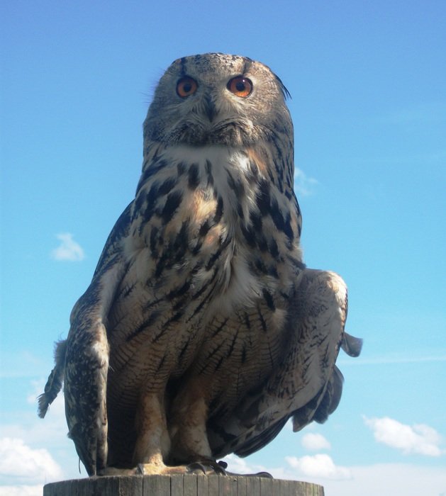 owl against the blue sky
