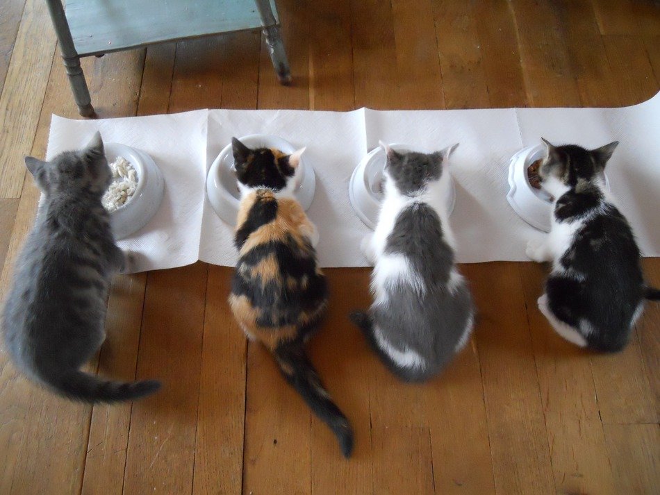 four cats eating from bowls on floor