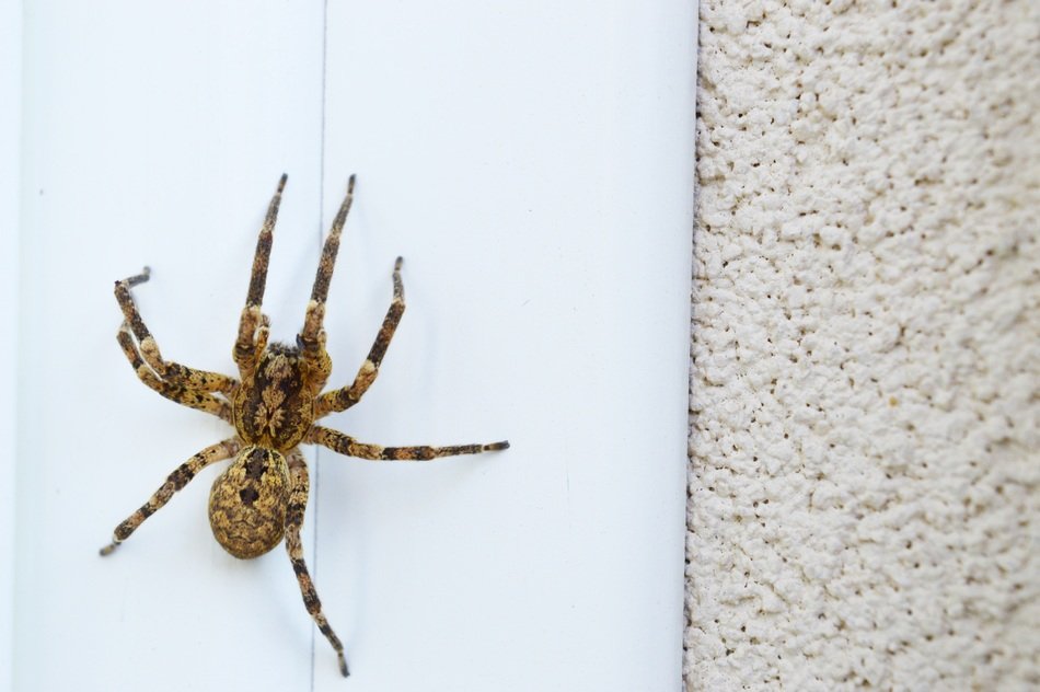 zoropsis spinimana Spider, top view