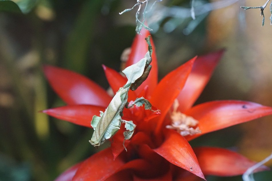 locusts on the flower