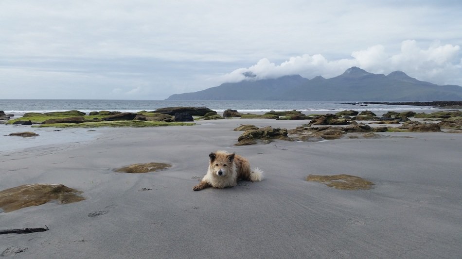 Dog on the Beach Island