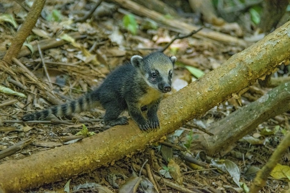 coati on a tree in the wild