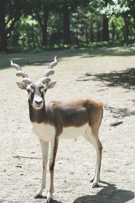 Herbivore animal I in park