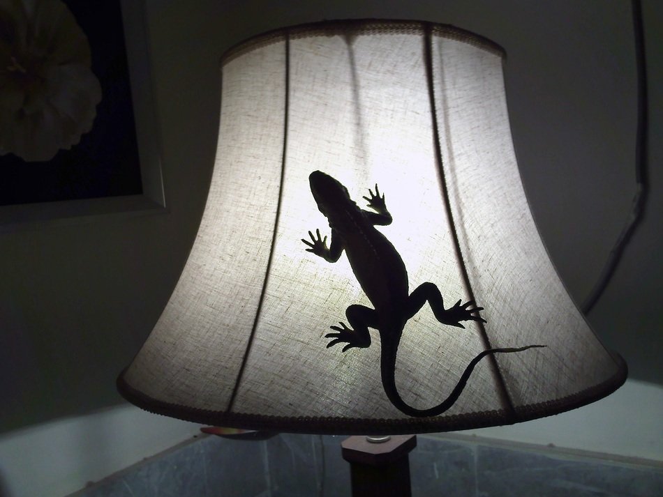 lizard on the desk lamp