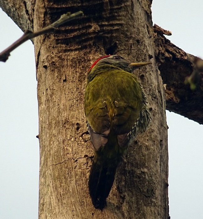 Streak-Throated Woodpecker in the wildlife