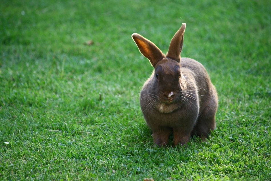 sweet brown rabbit on the grass