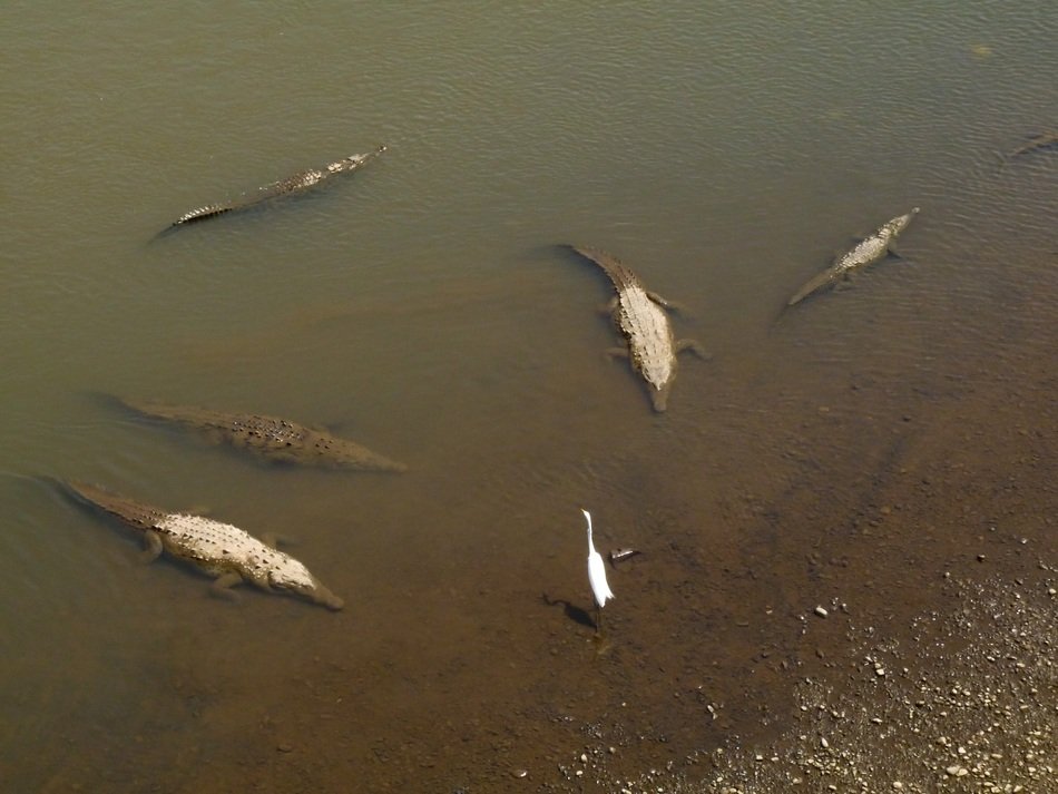 Crocodils in river