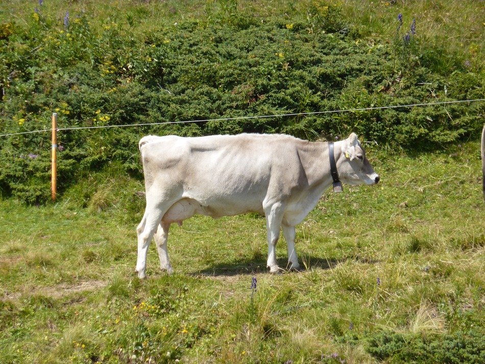 cow on pasture