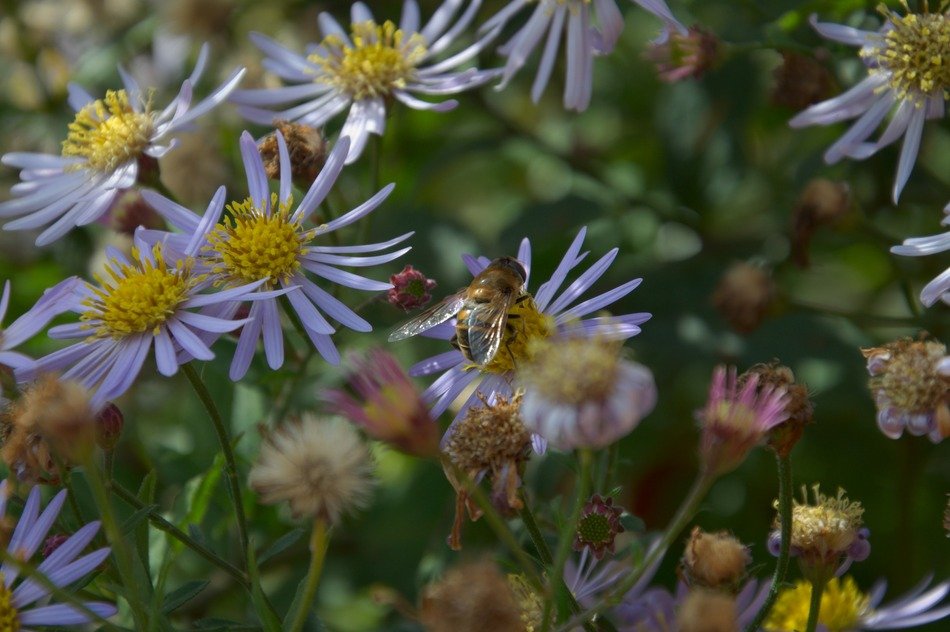 insect on chamomile in autumn