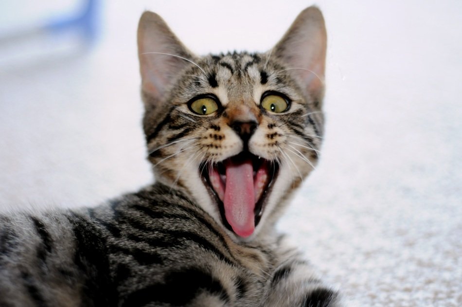 Beautiful and cute Sam Jacks cat