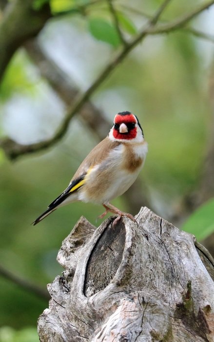 goldfinch in the garden close-up on blurred background