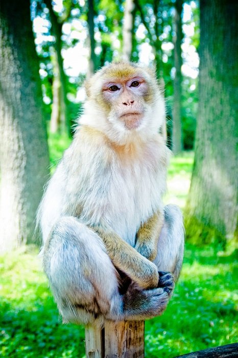 Barbara monkey sits on a stick