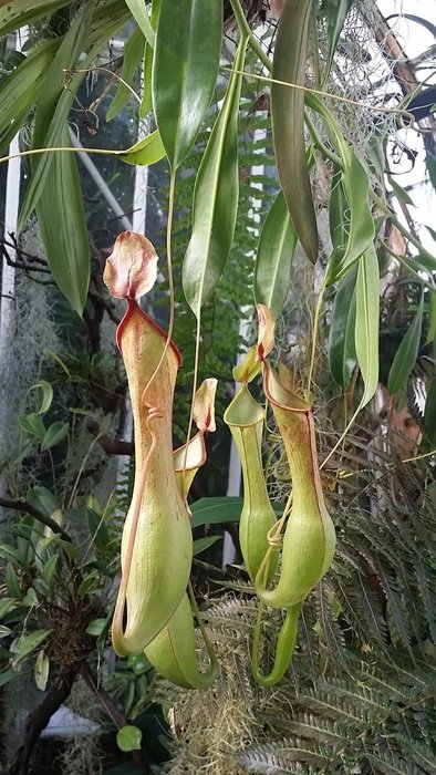 buds in the form of pitchers in the jungle