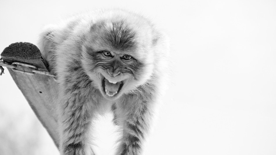 black and white photo of a barbary ape