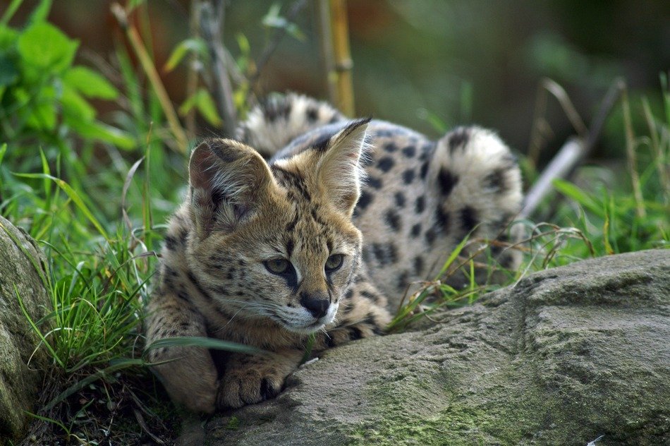 Wildcat,serval in the wildlife