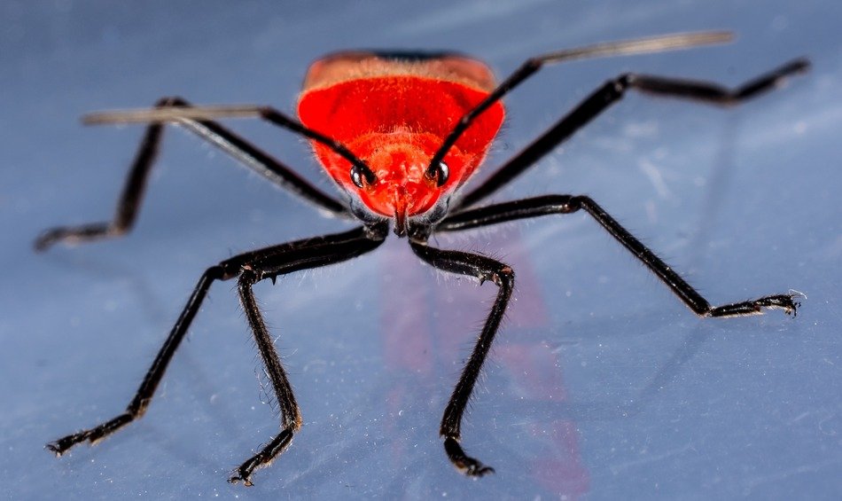 red beetle in macro