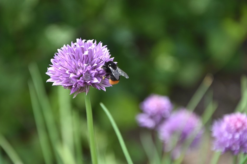 macro photo of furry bee on purple chives